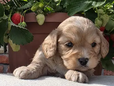 Cavapoo - Bobek