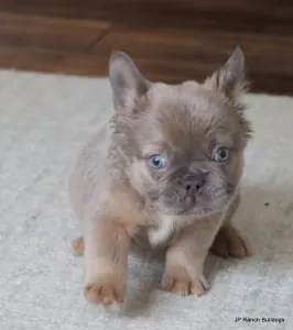 French Bulldog - Kirby Fluffy