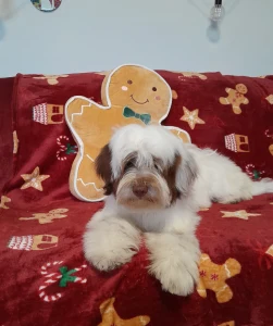 Tibetan Terrier - James Bond