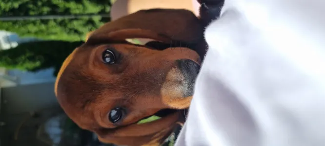 Dachshund - Arthur