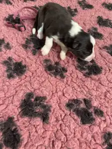 Border Collie - Lila Nyakörv/ Fekete Kan