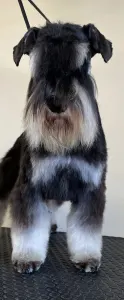 Miniature Schnauzer - Spéci