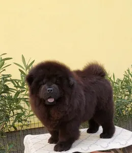 Chow Chow - Thor