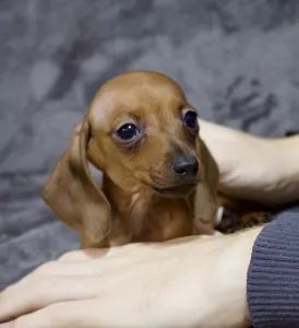 Dachshund - Ms Hungary Hug Me Strongly 