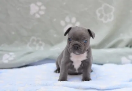 Francouzský buldoček - Montclair