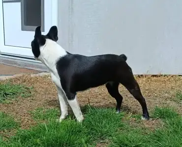 Boston Terrier - Khalessi Angelus Domini 