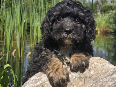 Кавапу - Robert