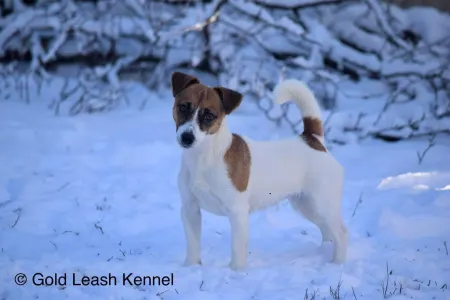 Jack Russell Terrier - Gold Leash Kennel