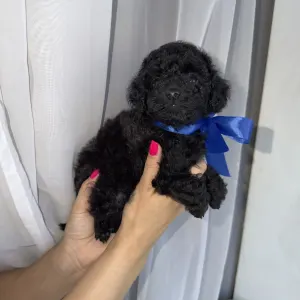 Той-пудель - Rafael Royal Legend Of The Kanis