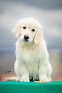 Golden Retriever - Orange Girl