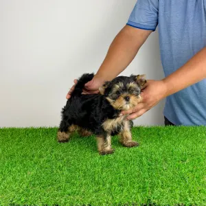 Yorkshire Terrier - Alpur