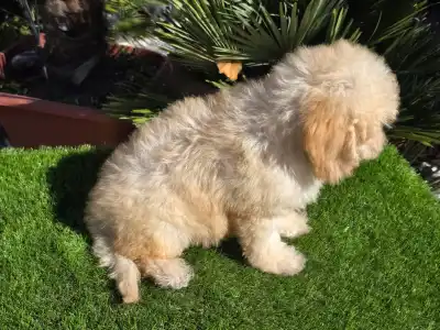 Cavapoo - Solo