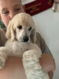 Grosspudel - Giant Miracles Extazy Lord Of Elegance Eyron