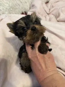 Yorkshire Terrier - Karolina