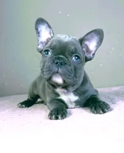 Französische Bulldogge - Siva