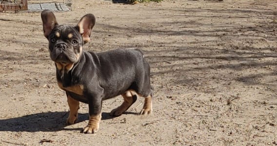 Francia bulldog - Milla
