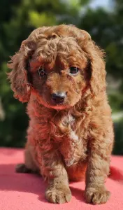 Cavapoo - Redjohn