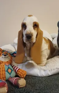 Basset Hound - Arlin