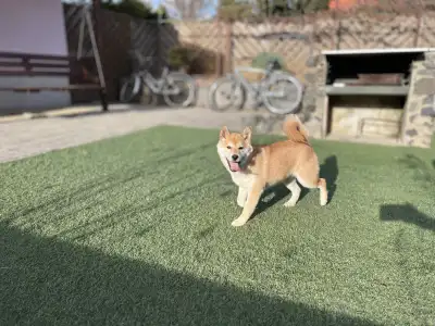 Shiba - Bravados Bara
