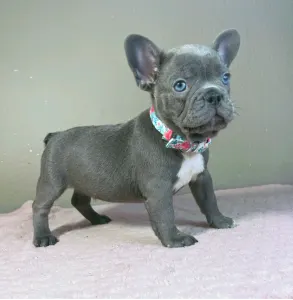 Buldog francuski - Armin