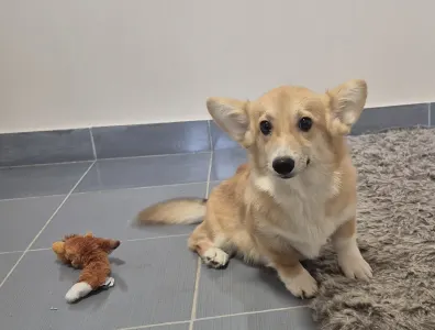 Welsh Corgi Pembroke - Dodo