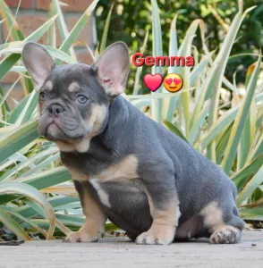 Francuski buldog - Gemma