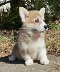 Pembroke Welsh Corgi - Nina