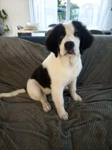 Landseer - Aiko