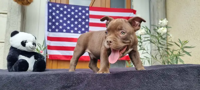 American Bully - Pocket - Csáki