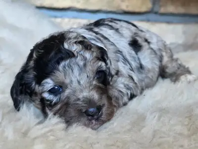 Cavapoo - Naomi