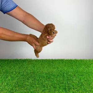 Poodle Miniature - Venice