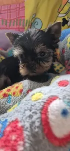 Yorkshire Terrier - Inci-fincy (extra Small Size)