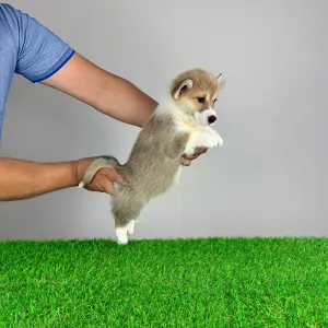 Welsh Corgi Pembroke - Ryky