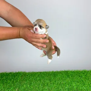 Pembroke Welsh Corgi - Aruna