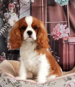 Cavalier King Charles spániel - Danny 