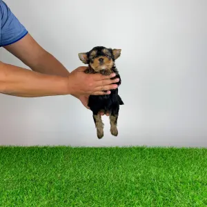 Yorkshire Terrier - Ziggy