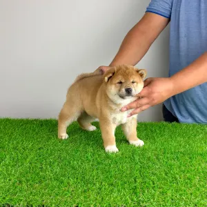 Shiba Inu - Whistle