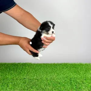 Welsh Corgi Pembroke - Enocy
