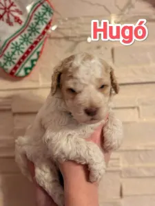 Lagotto romagnolo - Best Hun-ter World Hugo