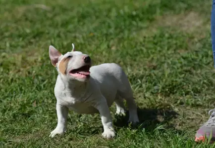 Miniatűr bullterrier - Laka