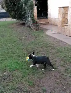 Boston Terrier - Fibi