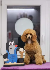 Pudl střední - Mochi Of Your Sweetest Dream