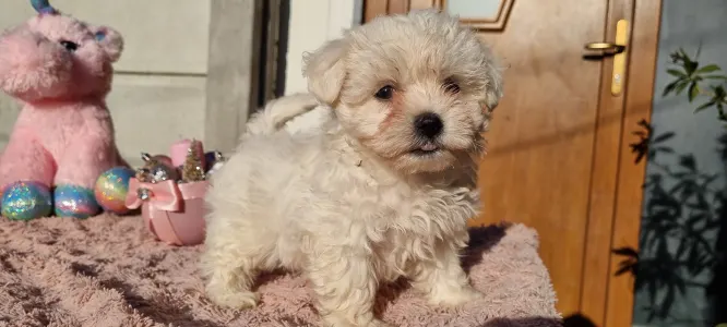 Maltipoo - Holly