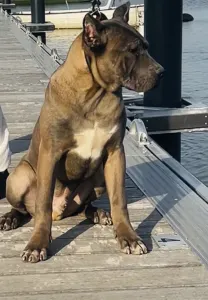 Cane corso - Guardiano Della Notte Carlos