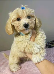 Maltipoo - Brian