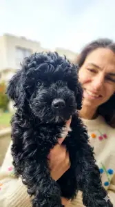 Portuguese Water Dog - Balthazar Royal Black (bali)