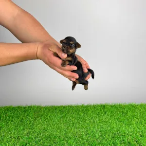 Yorkshire Terrier - Shakira