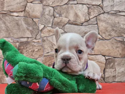 French Bulldog - Dante