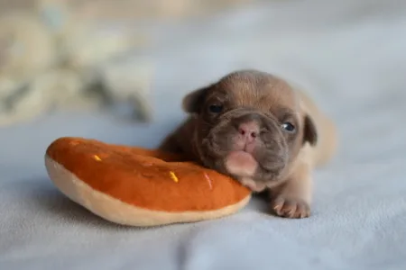 Französische Bulldogge - Balu