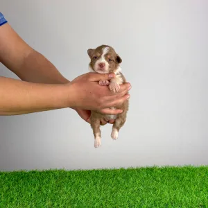 Australian Shepherd - Beira